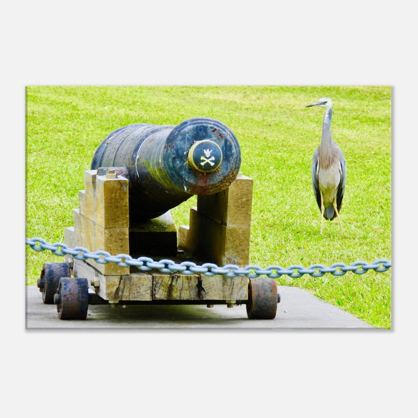 heron nz, nz heron, cannon nz, sentinel nz, piwaka prints nz, nature photography nz, new zealand, nz, bird life nz, northland nz, mangawhai nz, canvas nz, canvas art nz,