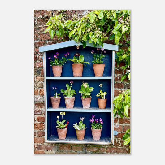 floral art, viola, primula, terracotta pots, wall art, canvas art, canvas, nz art, piwaka prints, piwaka prints nz, plant display, brick wall, nature art, art,