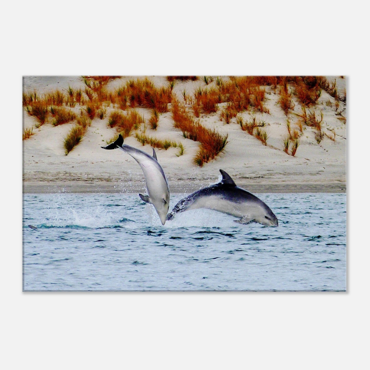 dolphins nz, mangawhai heads estuary, mangawhai heads, mangawhai estuary, mangawhai, estuary nz, northland, nz, new zealand, dolphin canvas nz, canvas nz, east coast nz, paradise nz, ocean life nz, marine life nz, piwaka prints nz, piwaka prints