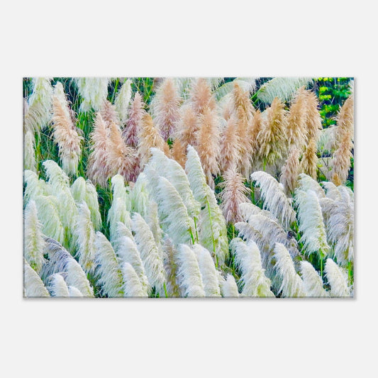 Grasses, grass, toetoe, pink, white, green, northland, nz, new zealand, east coast, coastal, mangawhai heads surf beach, surf beach, wall art, canvas, piwaka prints,