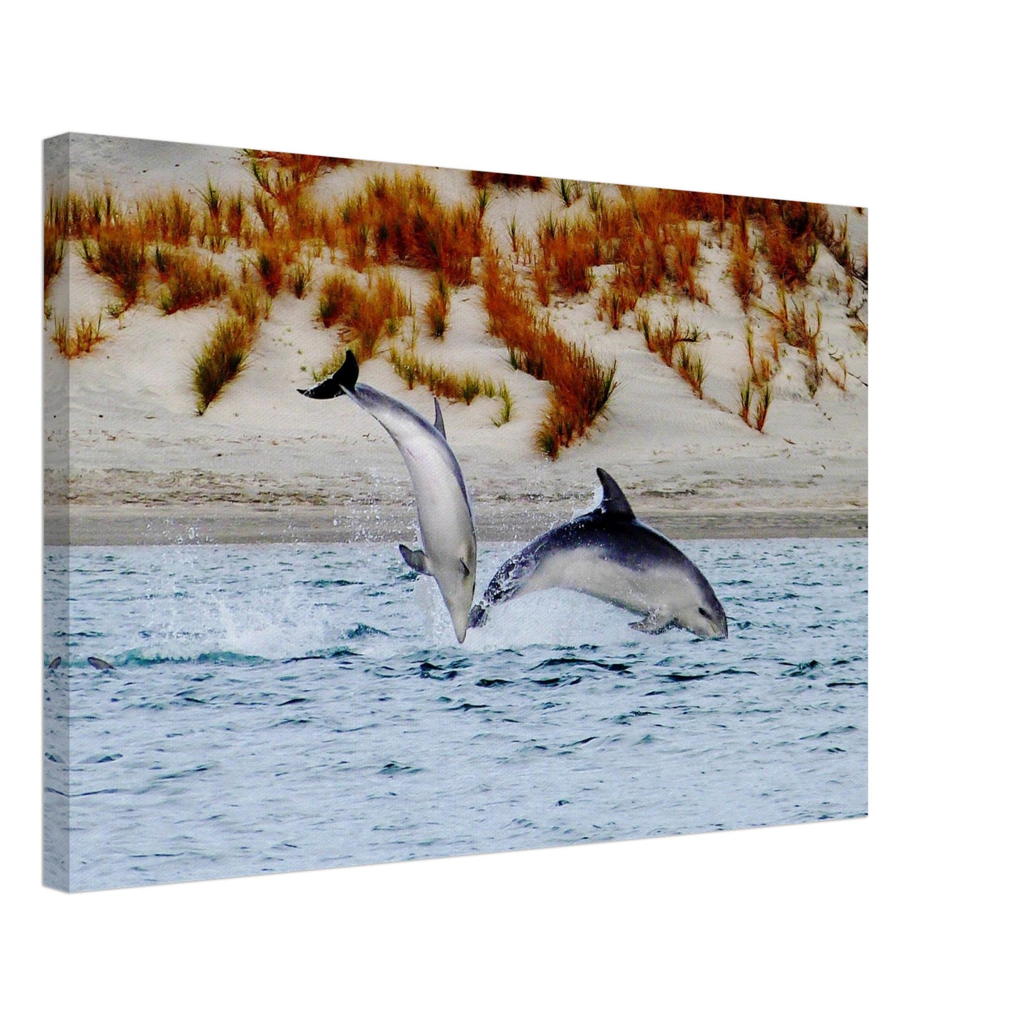 dolphins nz, mangawhai heads estuary, mangawhai heads, mangawhai estuary, mangawhai, estuary nz, northland, nz, new zealand, dolphin canvas nz, canvas nz, east coast nz, paradise nz, ocean life nz, marine life nz, piwaka prints nz, piwaka prints,