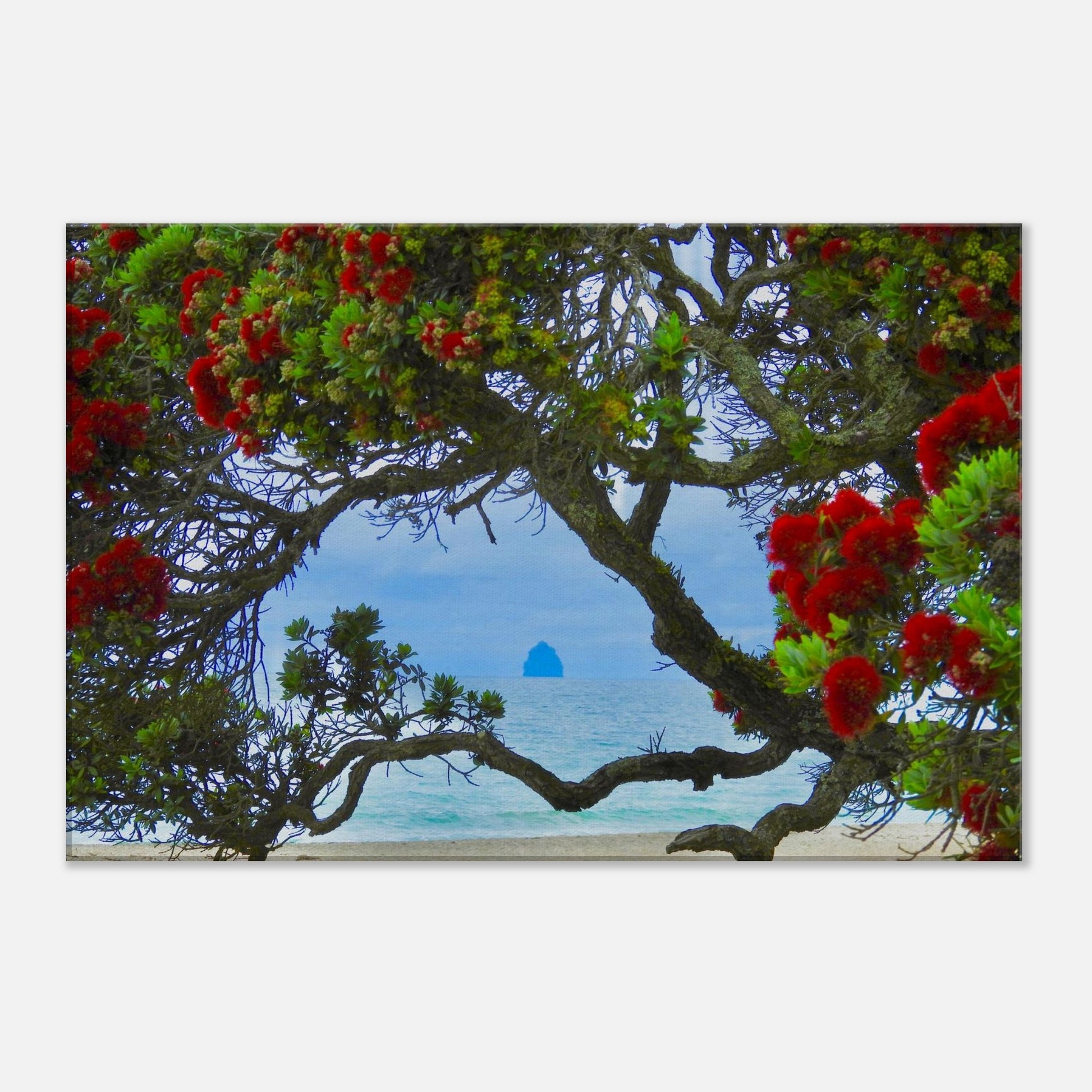 langs beach, northland, langs, pohutukawa, pohutukawa tree, sail rock, piwaka prints, beach, ocean view, red flowers, canvas art, photography, nz, new zealand