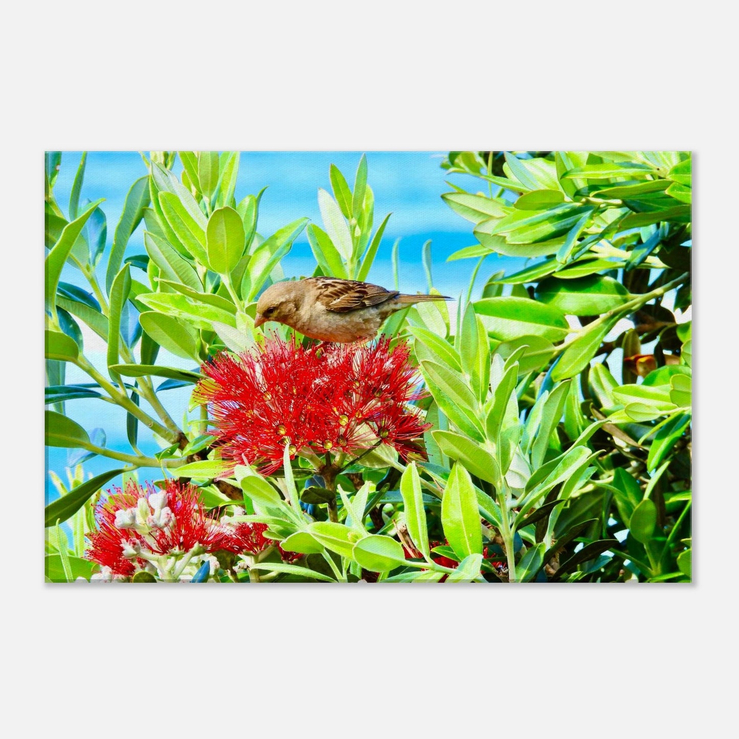 Pōhutukawa tree, Pōhutukawa flower, Pōhutukawa, pohutukawa, red flower, sparrow, northland, mangawhai heads surf beach, surf beach, mangawhai heads, piwaka prints, nz, new zealand, christmas,