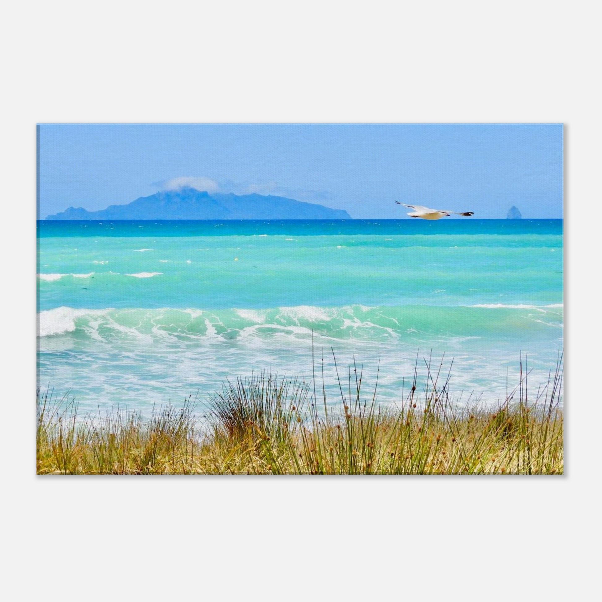 langs beach, langs, northland, taranga island, hen and chicken islands, sail rock, seagull, ocean view, turquoise water, turquoise, summer, nz, new zealand, piwaka prints