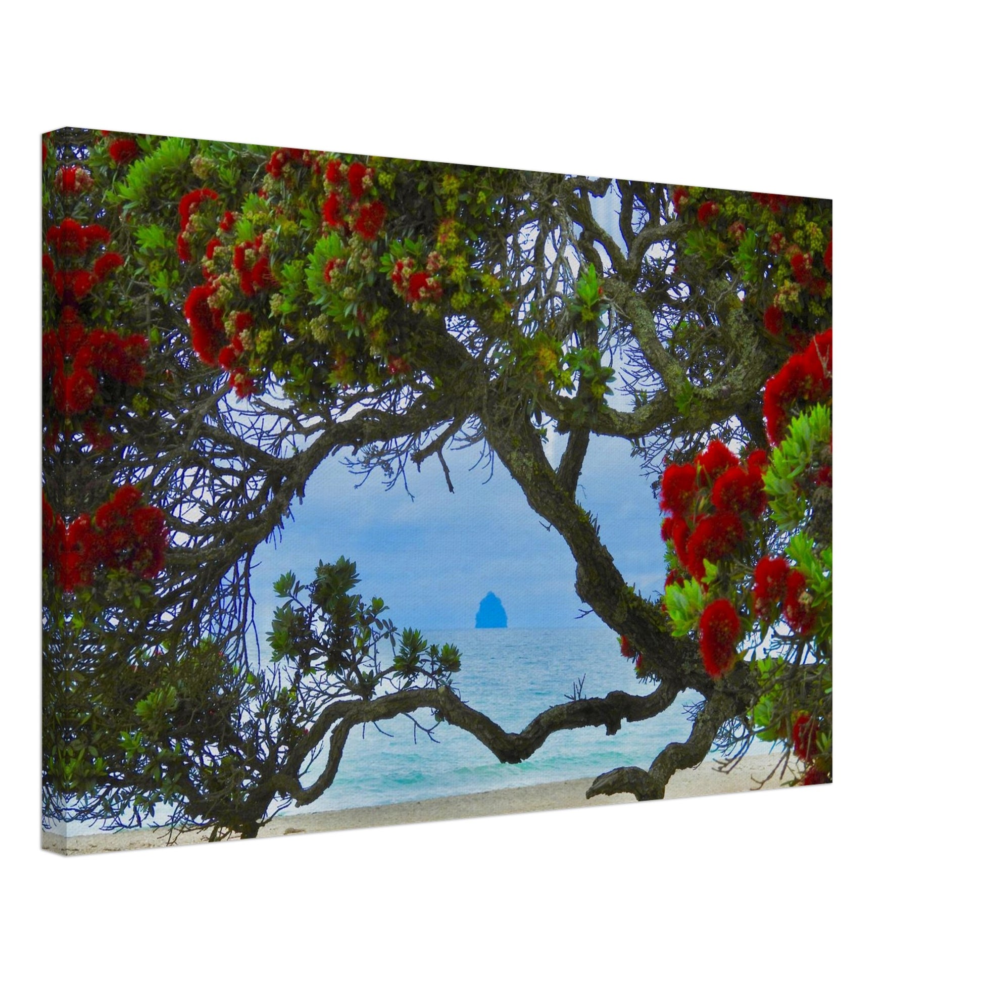 langs beach, northland, langs, pohutukawa, pohutukawa tree, sail rock, piwaka prints, beach, ocean view, red flowers, canvas art, photography, nz, new zealand