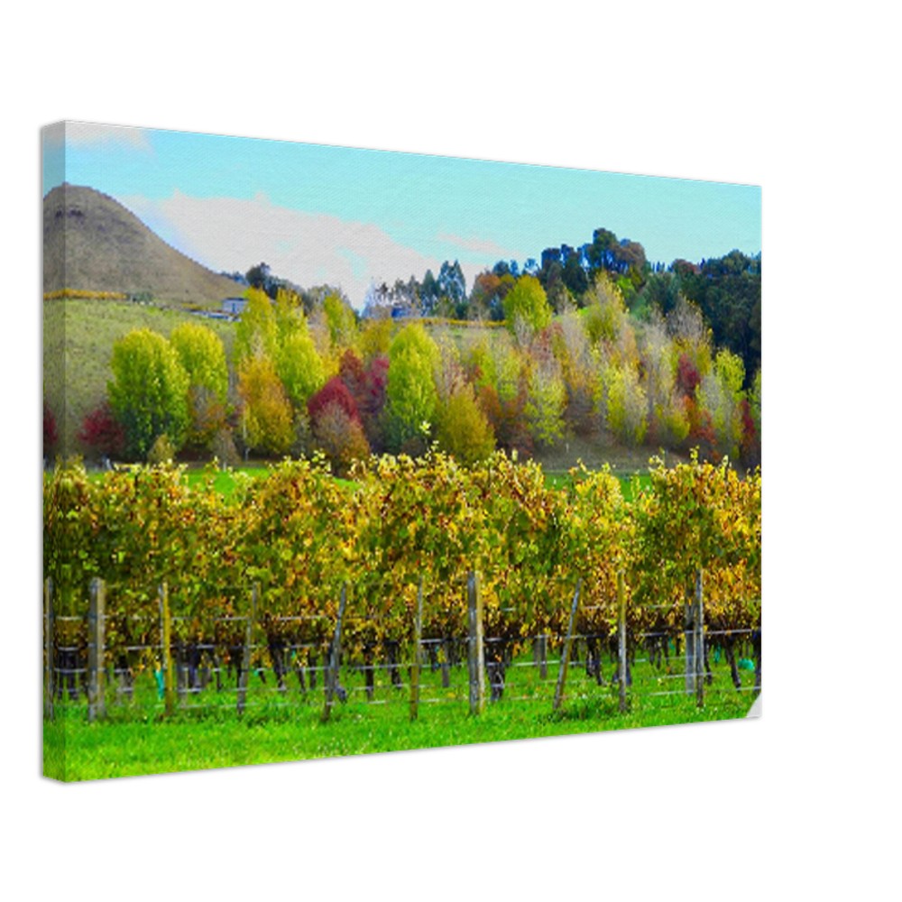 taradale, vineyard, winery, autumn, autumnal, napier, nz, new zealand, piwaka prints, green, red, orange, trees, grape vines, canvas art nz,