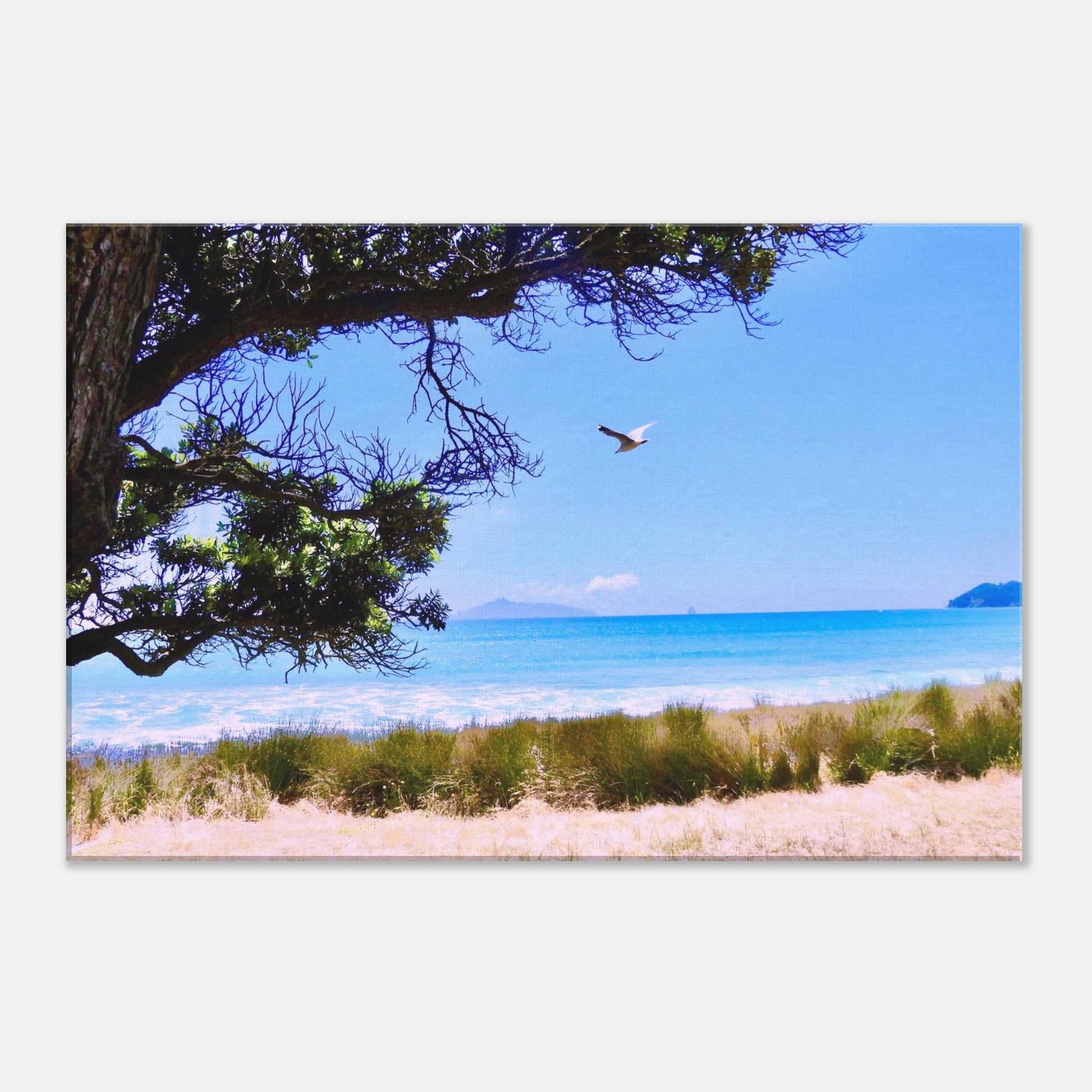 langs beach, langs, northland, taranga island, hen and chicken islands, sail rock, seagull, ocean view, turquoise water, turquoise, summer, nz, new zealand, piwaka prints
