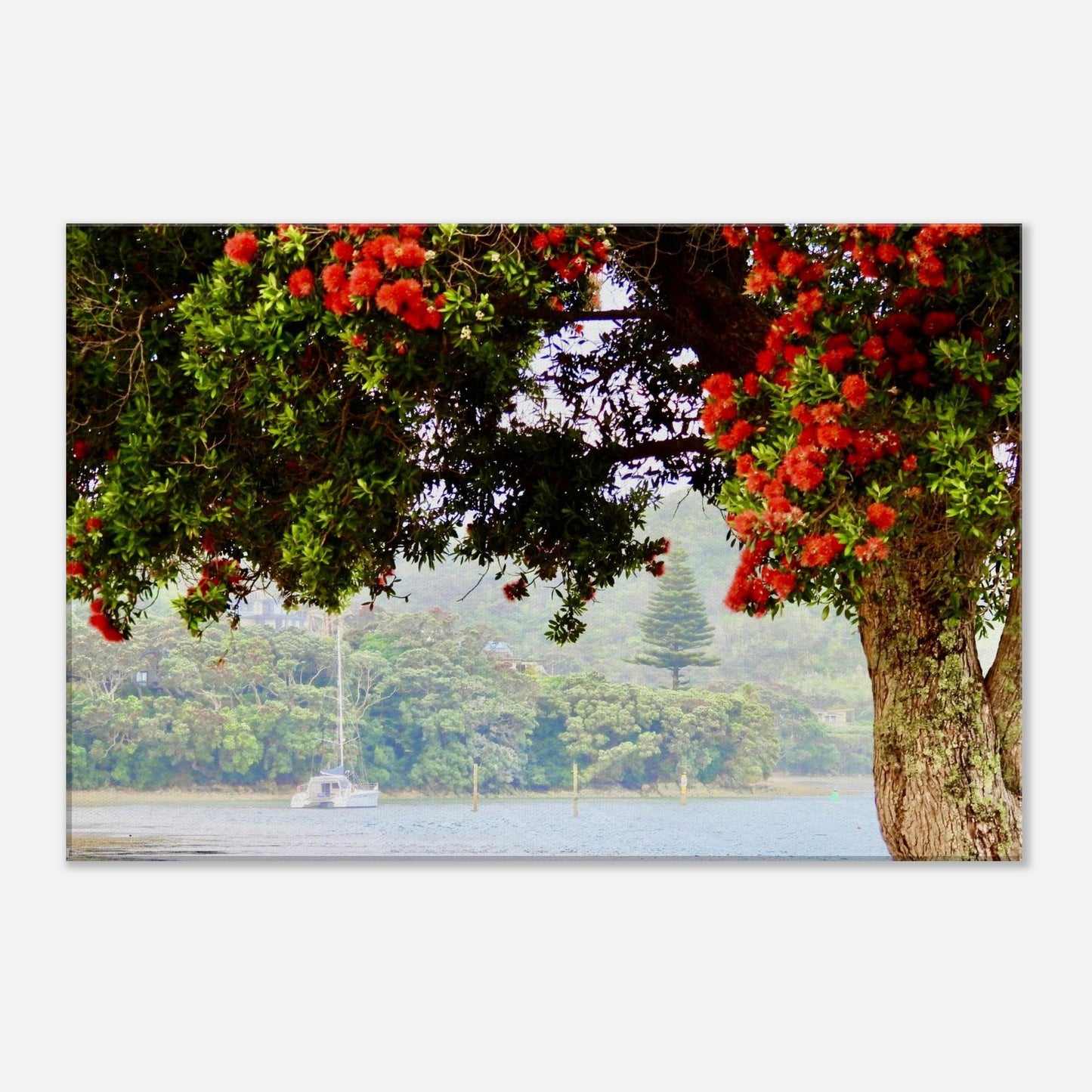 pohutukawa, pōhutukawa, Norfolk Pine tree, catamaran, estuary, mangawhai heads, northland, nz, new zealand, summertime, red flowers, piwaka prints,
