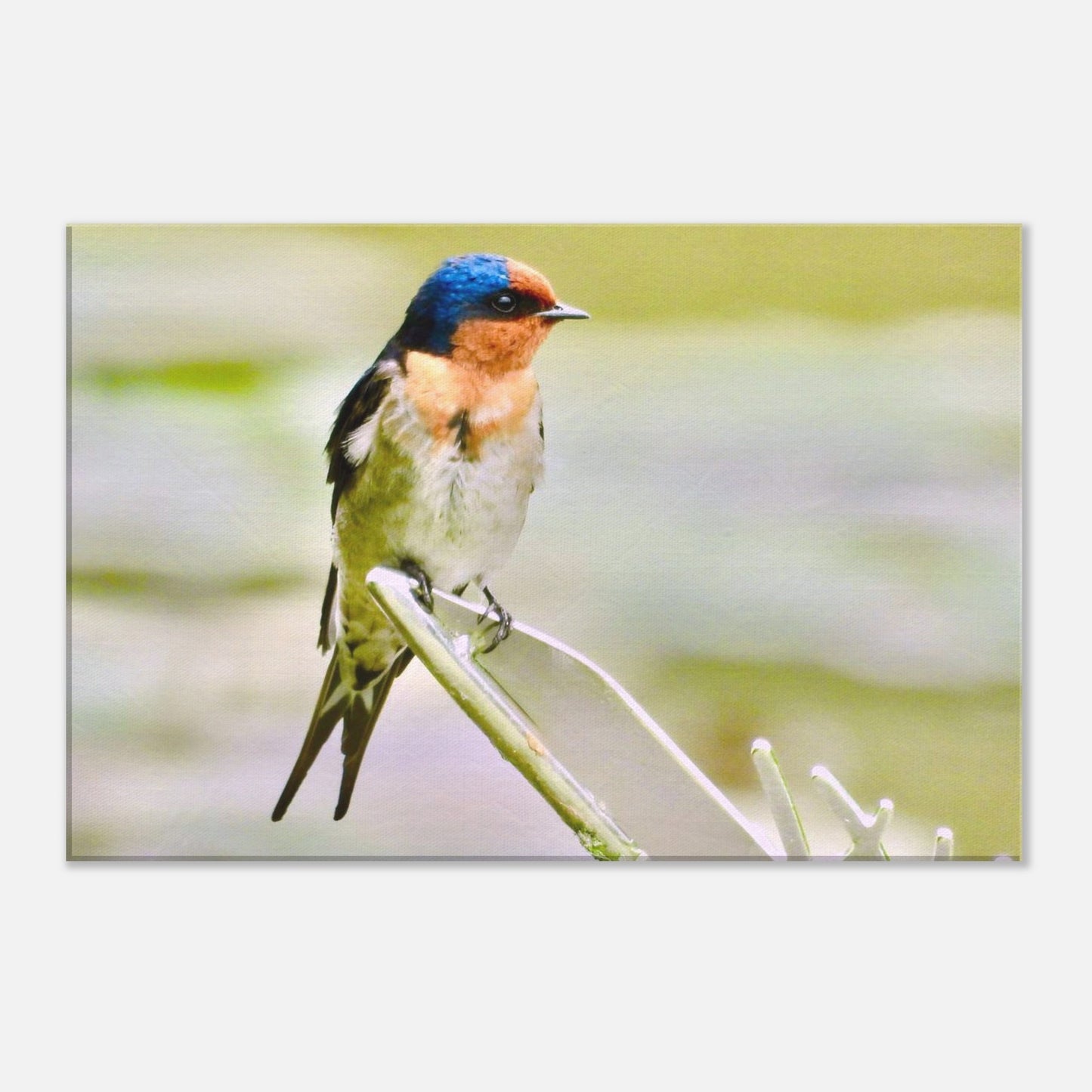 welcome Swallow, piwaka prints, nz, new zealand, birdlife, lakeside, snells beach, auckland